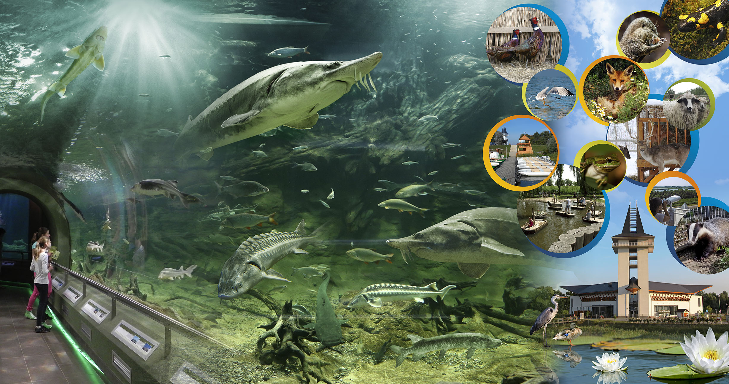 Top 10 Most Beautiful Freshwater Aquariums of 2012 — Hungarian Edition!